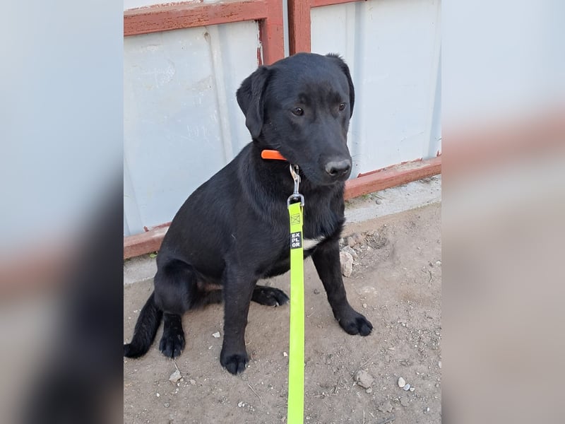 ❤️Labradormix Welpe Nero❤️