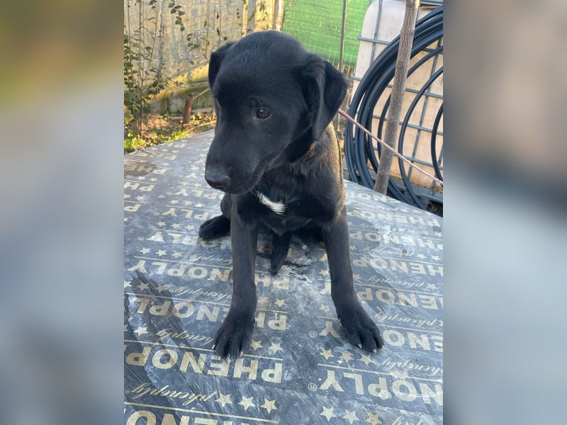 ❤️Labradormix Welpe Nero❤️