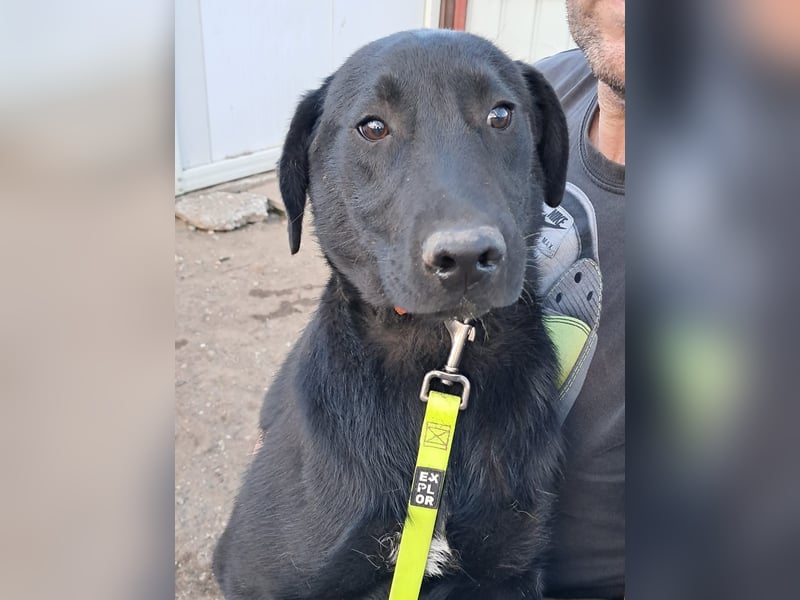 ❤️Labradormix Welpe Nero❤️