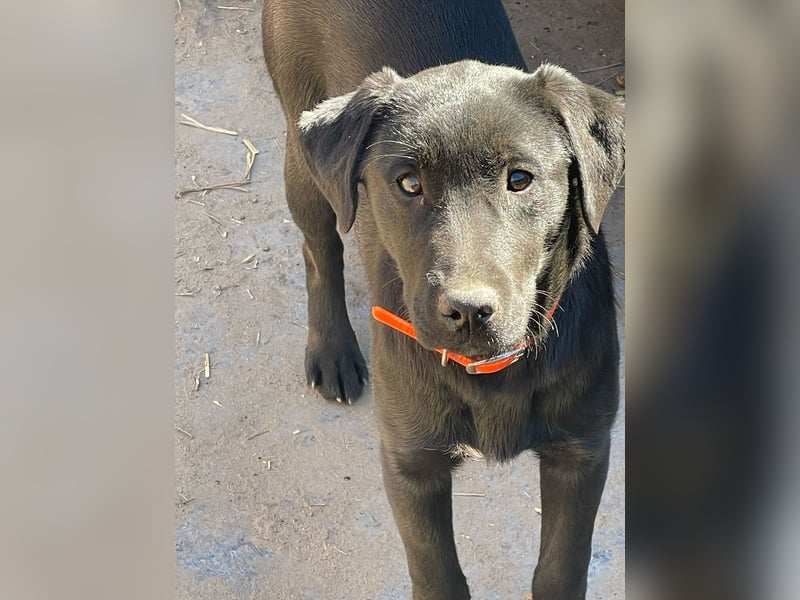 ❤️Labradormix Welpe Nero❤️