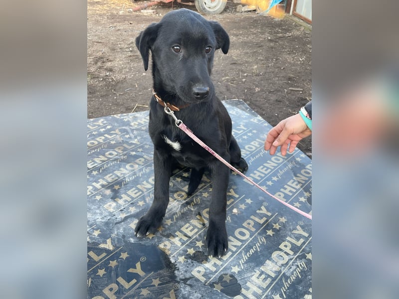 ❤️Labradormix Welpe Nero❤️