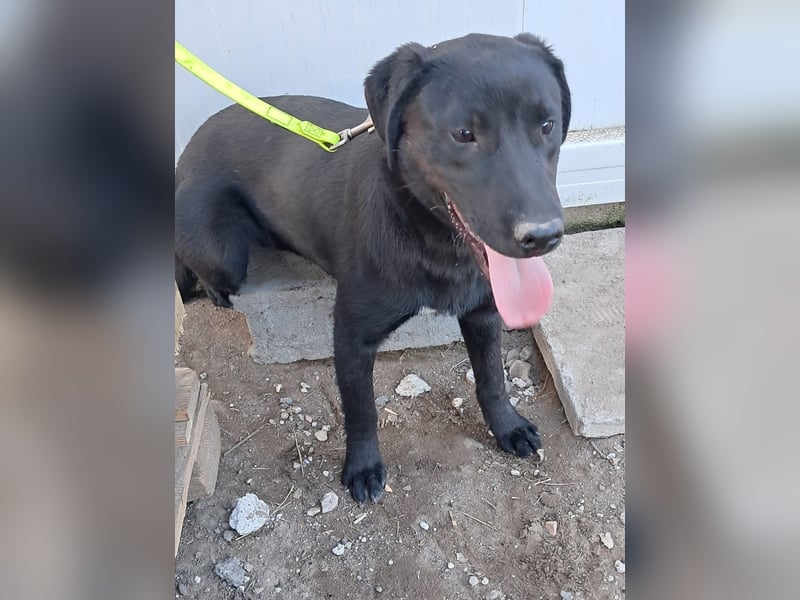 ❤️Labradormix Welpe Nero❤️