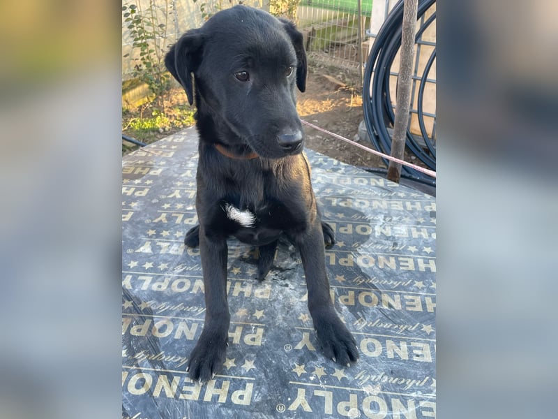 ❤️Labradormix Welpe Nero❤️