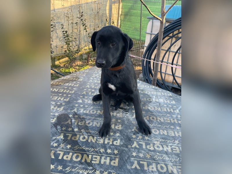 ❤️Labradormix Welpe Nero❤️