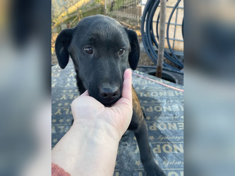 ❤️Labradormix Welpe Nero❤️