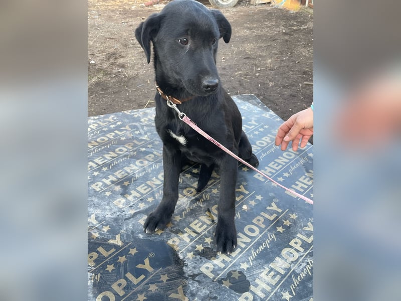 ❤️Labradormix Welpe Nero❤️