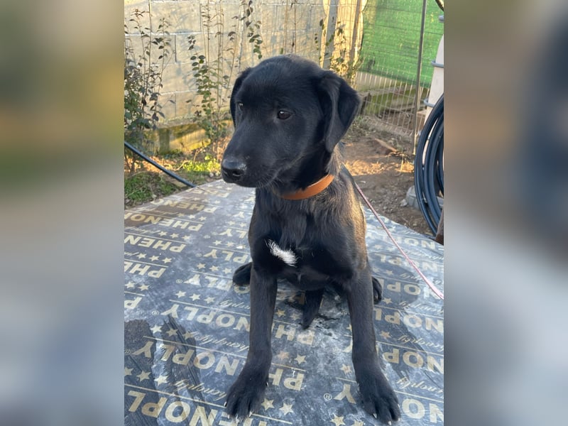 ❤️Labradormix Welpe Nero❤️