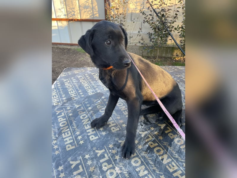 ❤️Labradormix Welpe Nero❤️