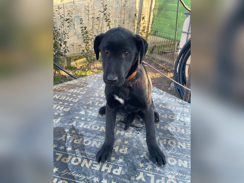 ❤️Labradormix Welpe Nero❤️