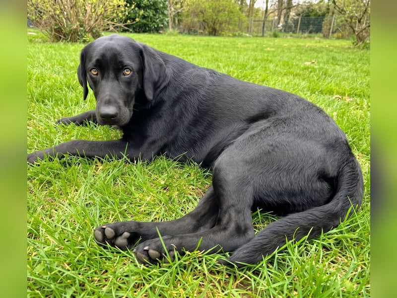 Hübsches Labradormischlingsmädchen Bella sucht liebe Familie