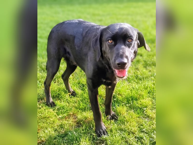 Hübsches Labradormischlingsmädchen Bella sucht liebe Familie