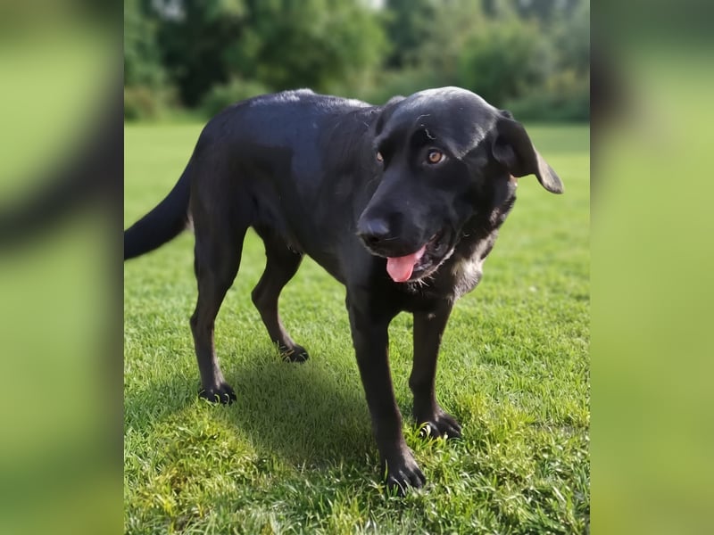 Hübsches Labradormischlingsmädchen Bella sucht liebe Familie