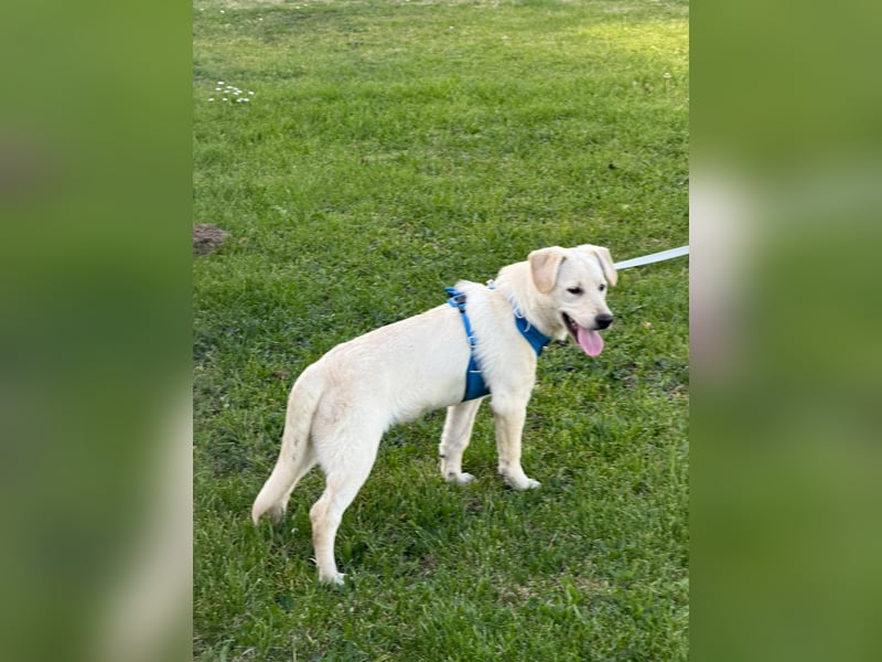 Labrador-Mix Welpe Spike