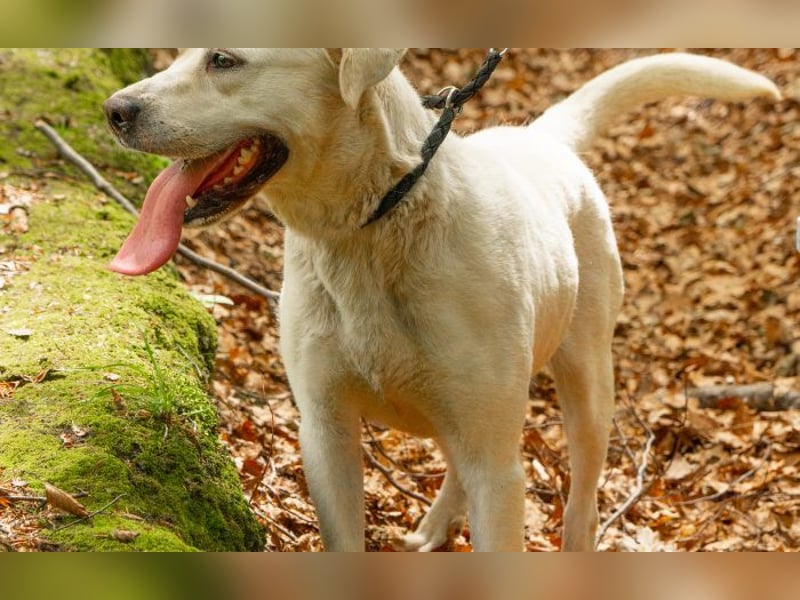 Labrador Mischling Mimi