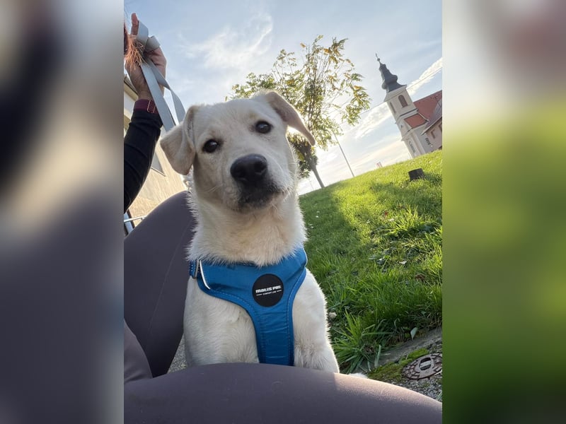 Labrador-Mix Welpe Spike