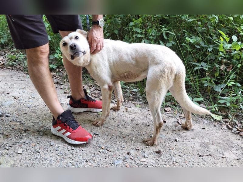 Labrador Mischling Mimi