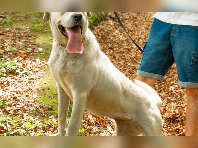 Labrador Mischling Mimi