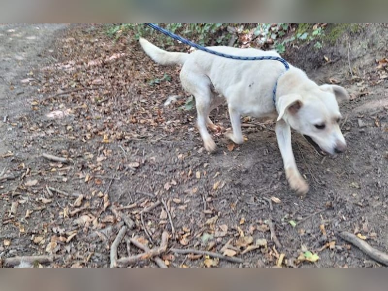 Labrador Mischling Mimi