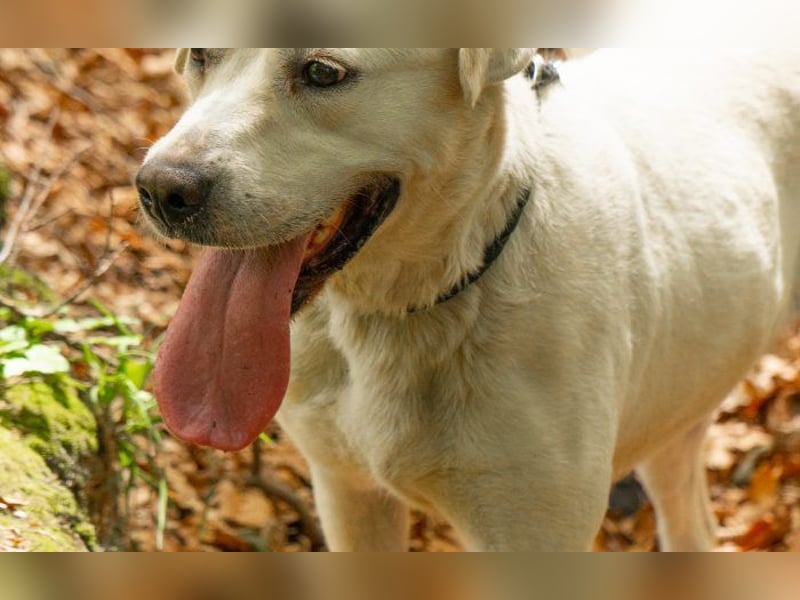 Labrador Mischling Mimi