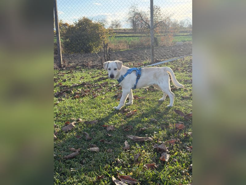 Labrador-Mix Welpe Spike