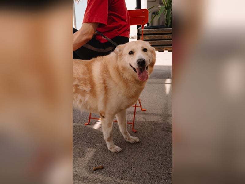 Wundervolle Capuccina