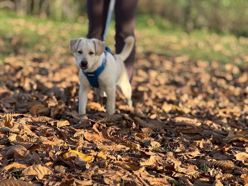 Labrador-Mix Welpe Spike
