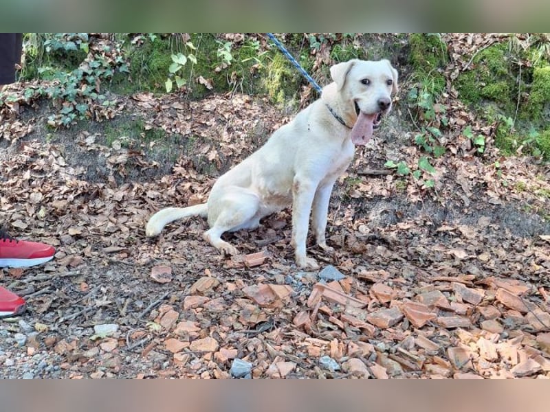 Labrador Mischling Mimi