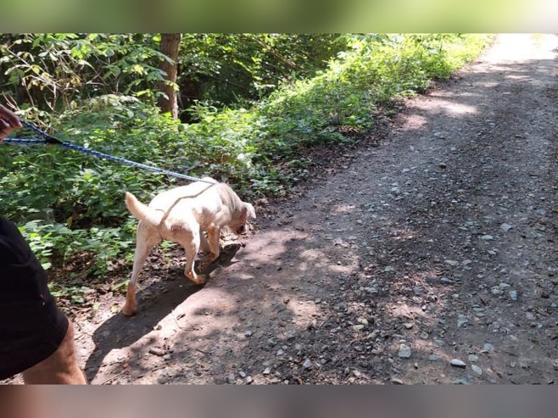 Labrador Mischling Mimi