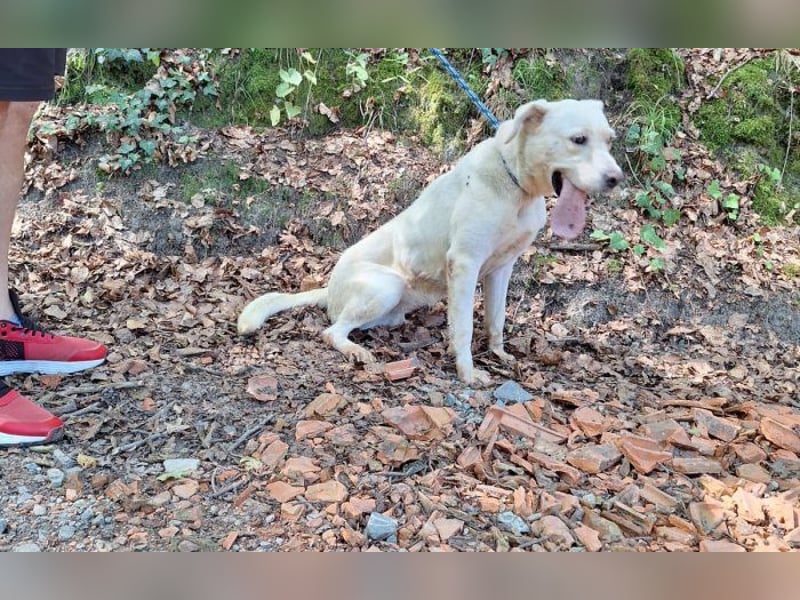 Labrador Mischling Mimi