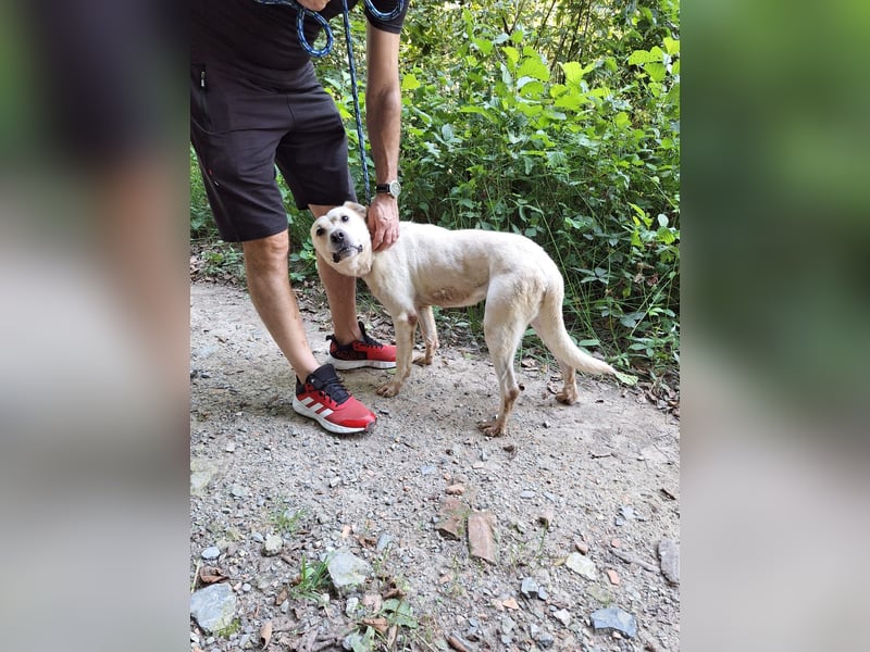 Labrador Mischling Mimi