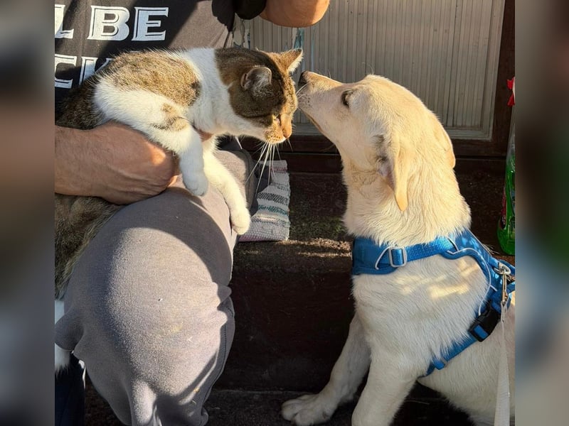 Labrador-Mix Welpe Spike