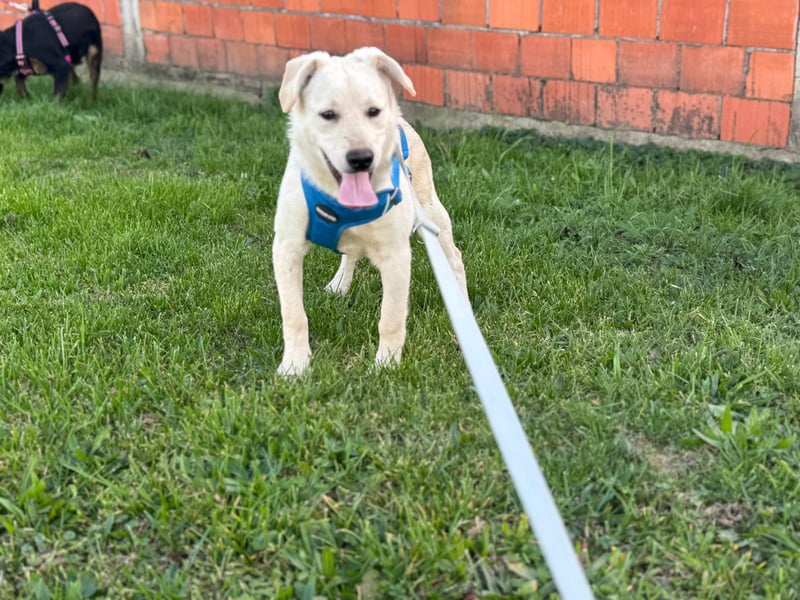 Labrador-Mix Welpe Spike