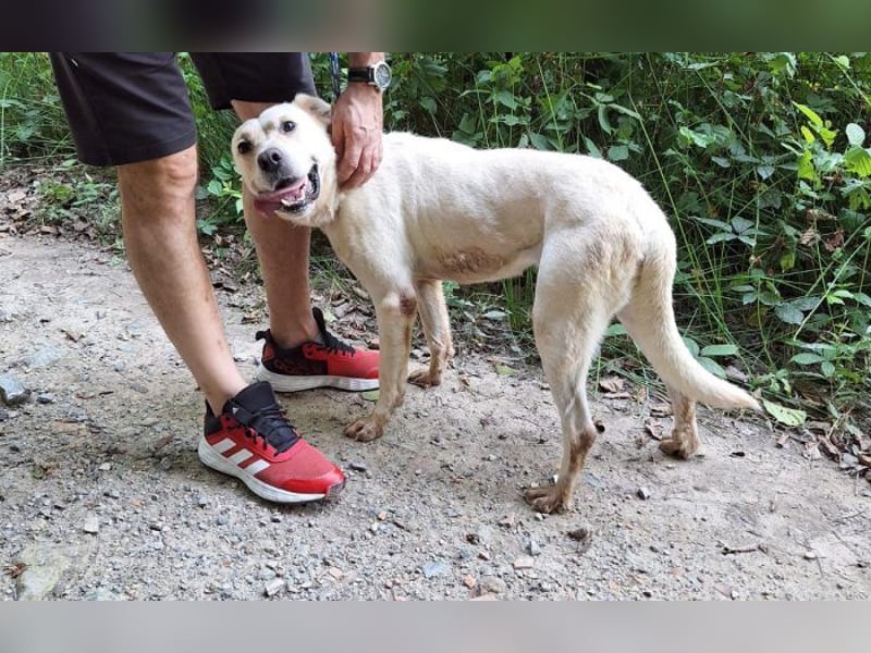 Labrador Mischling Mimi