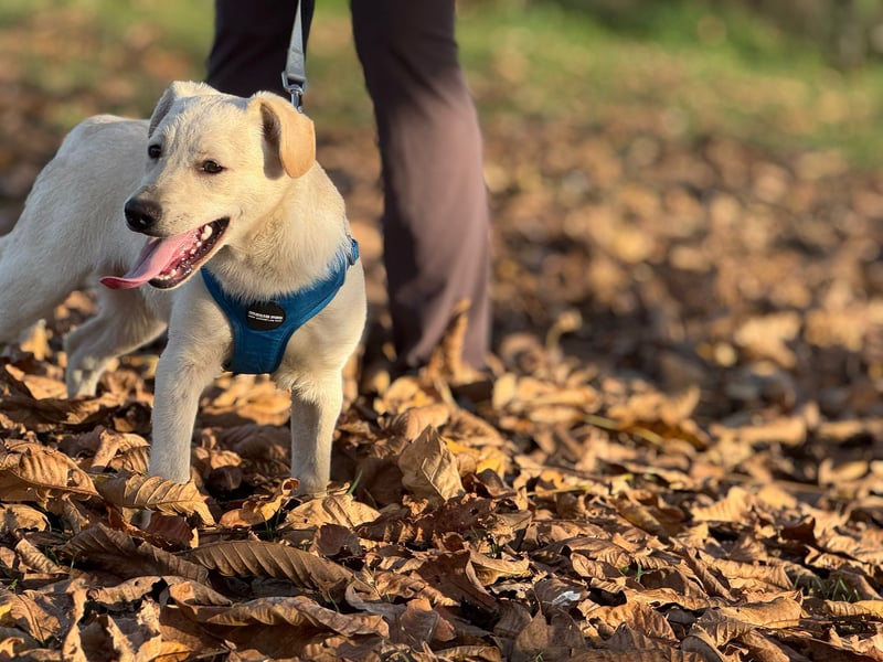 Labrador-Mix Welpe Spike