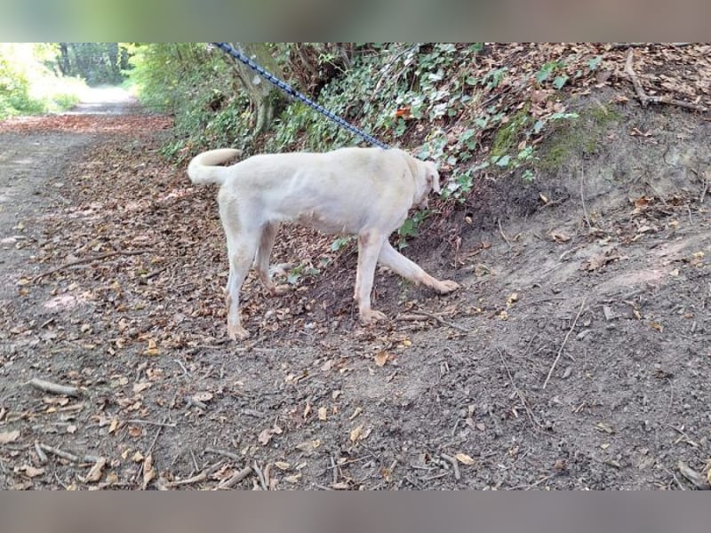 Labrador Mischling Mimi