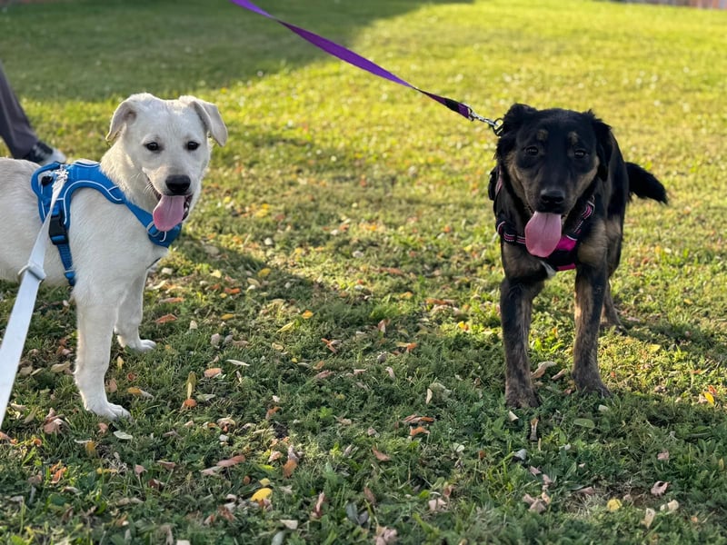 Labrador-Mix Welpe Spike