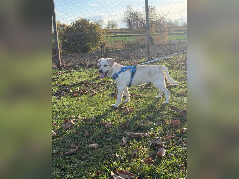 Labrador-Mix Welpe Spike