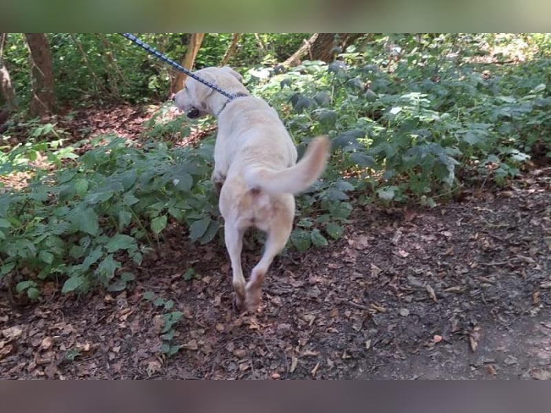 Labrador Mischling Mimi