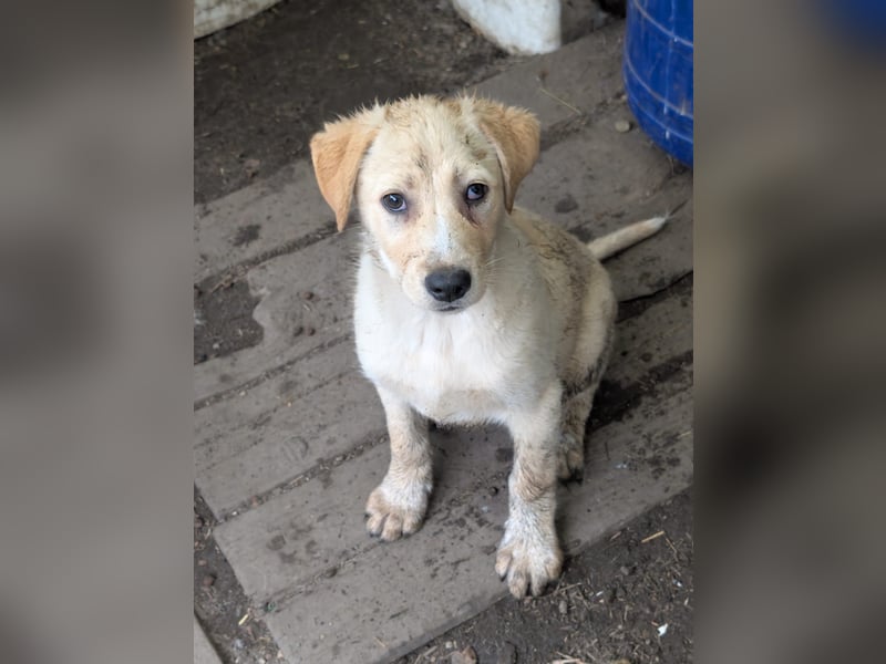 Familie gesucht für SUNNY