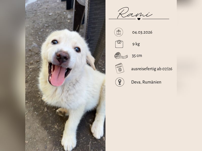 Ein Zuhause für RAMI