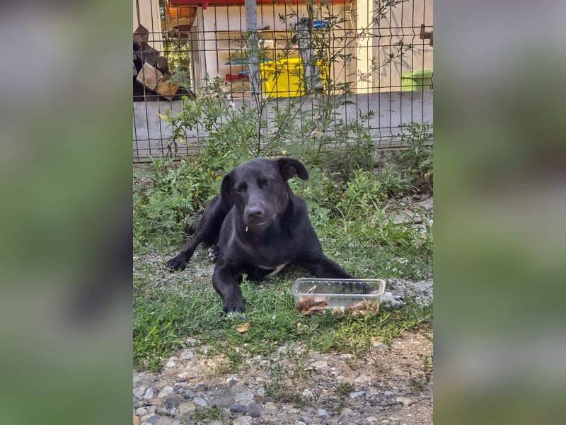 SAMMY sucht eine liebe Familie