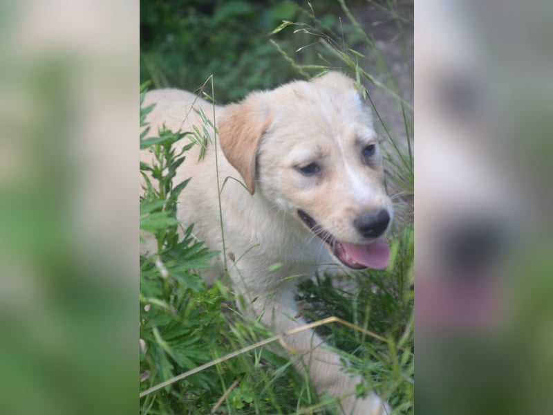 Familie gesucht für SUNNY