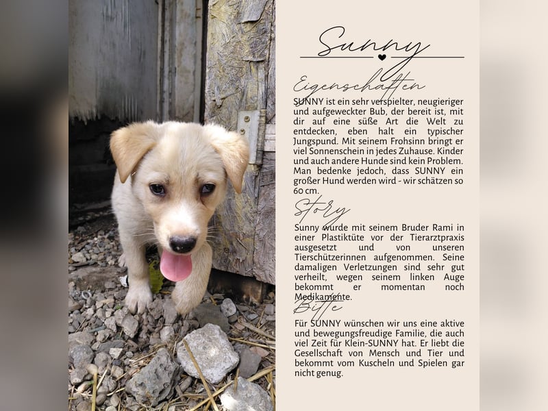 Familie gesucht für SUNNY