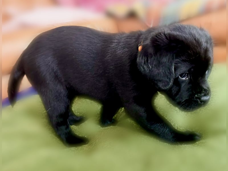 Schwarze Labrador Hündin verfügbar / Welpen aus LCD/VDH-Zucht (Erfurt)