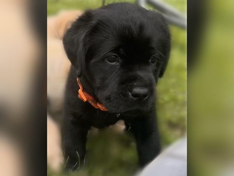Schwarze Labrador Hündin verfügbar / Welpen aus LCD/VDH-Zucht (Erfurt)