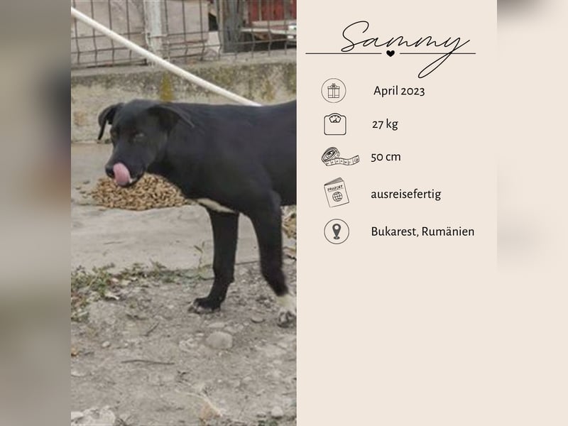 SAMMY sucht eine liebe Familie