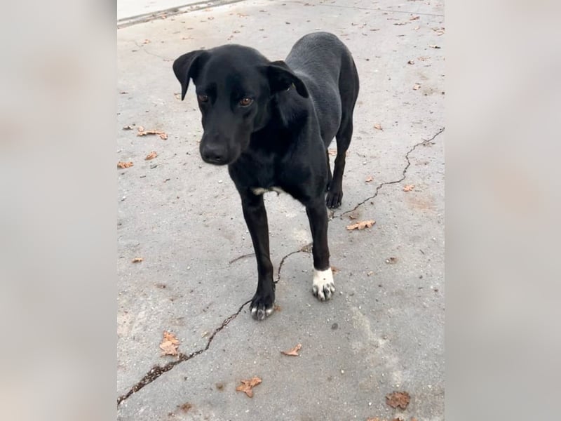 SAMMY sucht eine liebe Familie