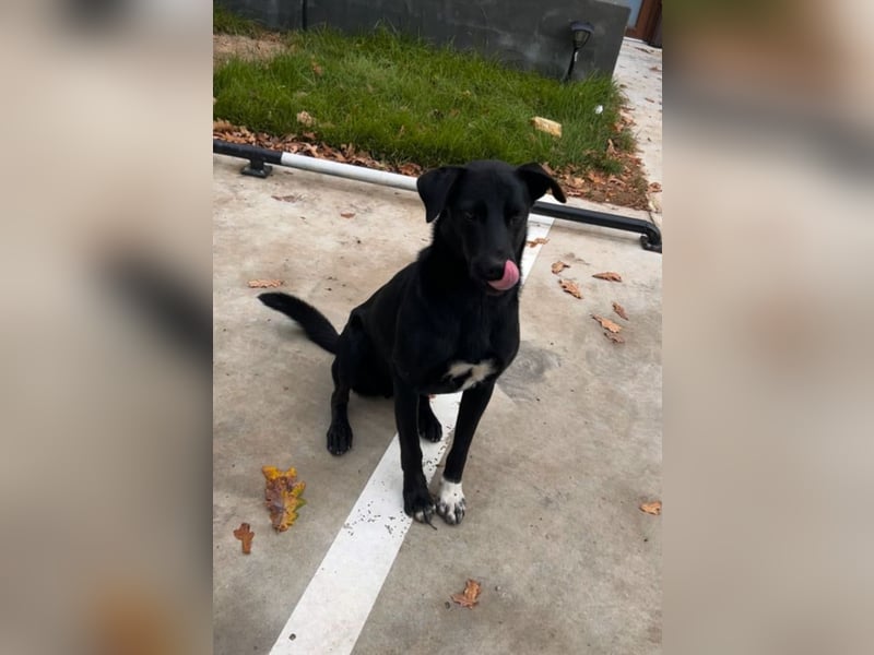 SAMMY sucht eine liebe Familie