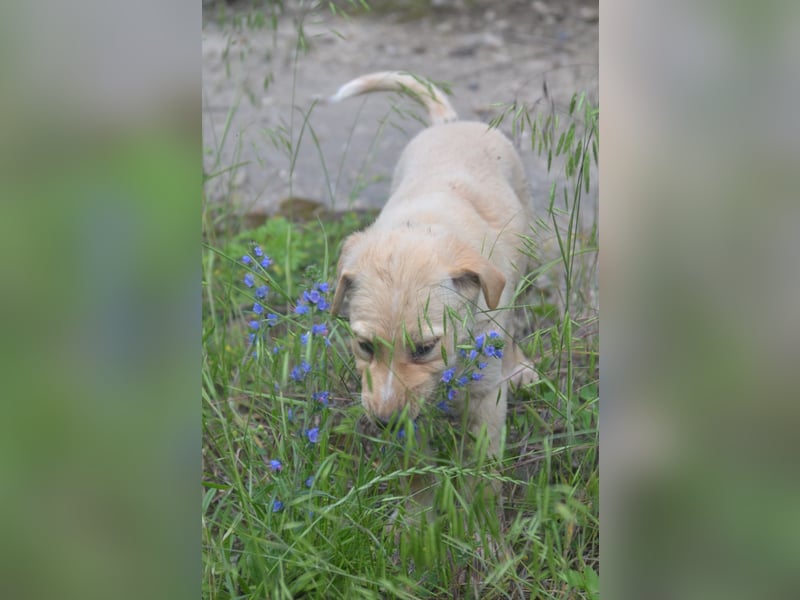 Familie gesucht für SUNNY