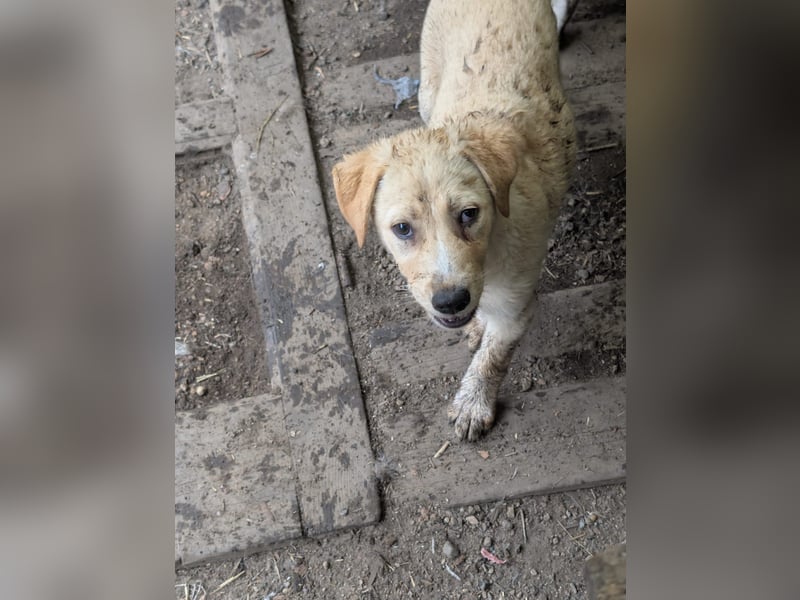 Familie gesucht für SUNNY